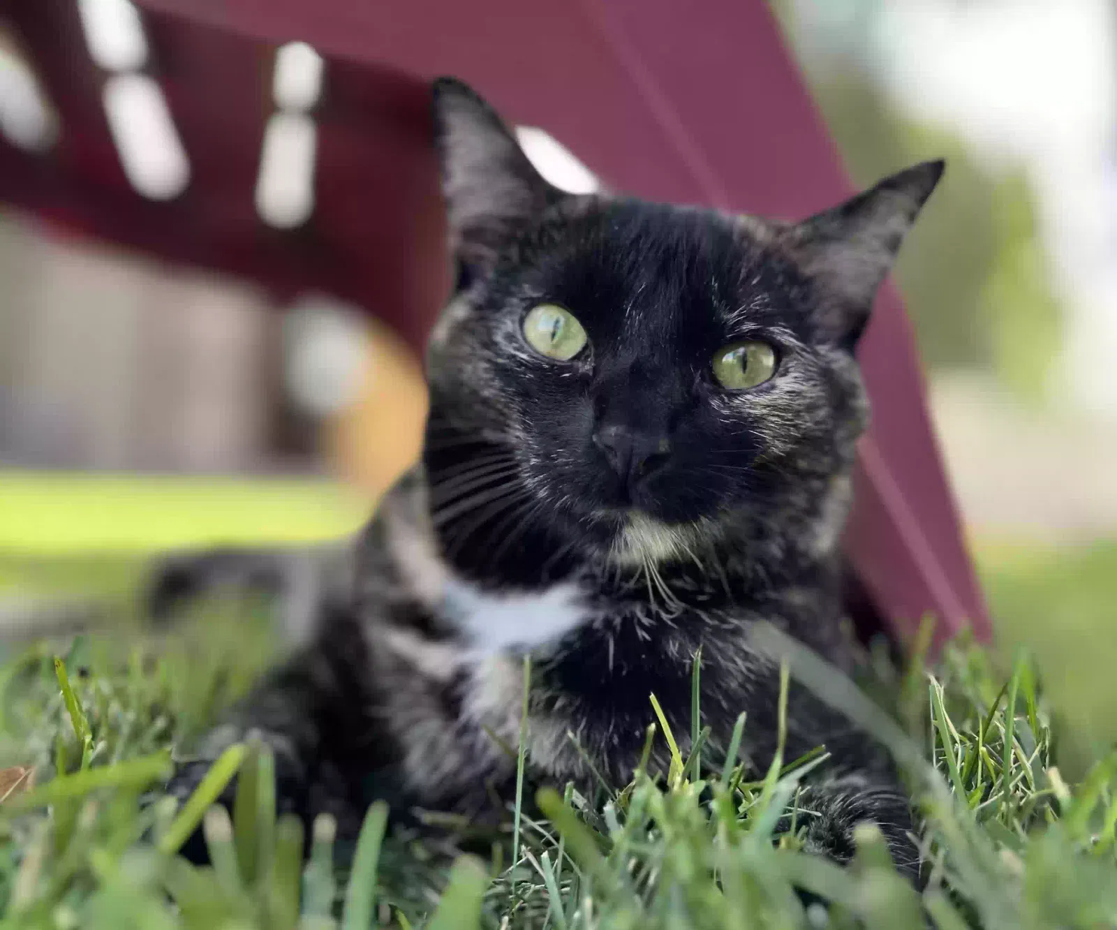 Lost cat in Ogden, UT, 84414