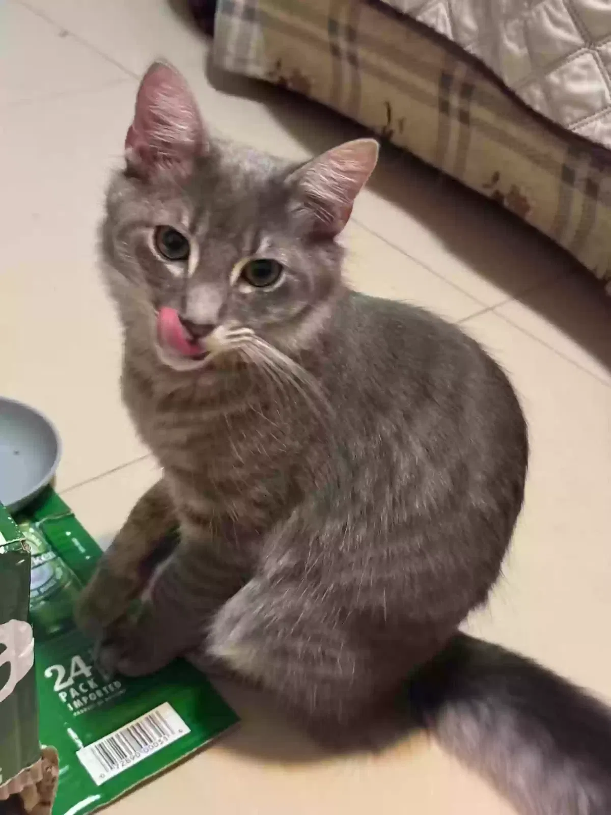 Lost cat in Ozone Park, NY, 11417