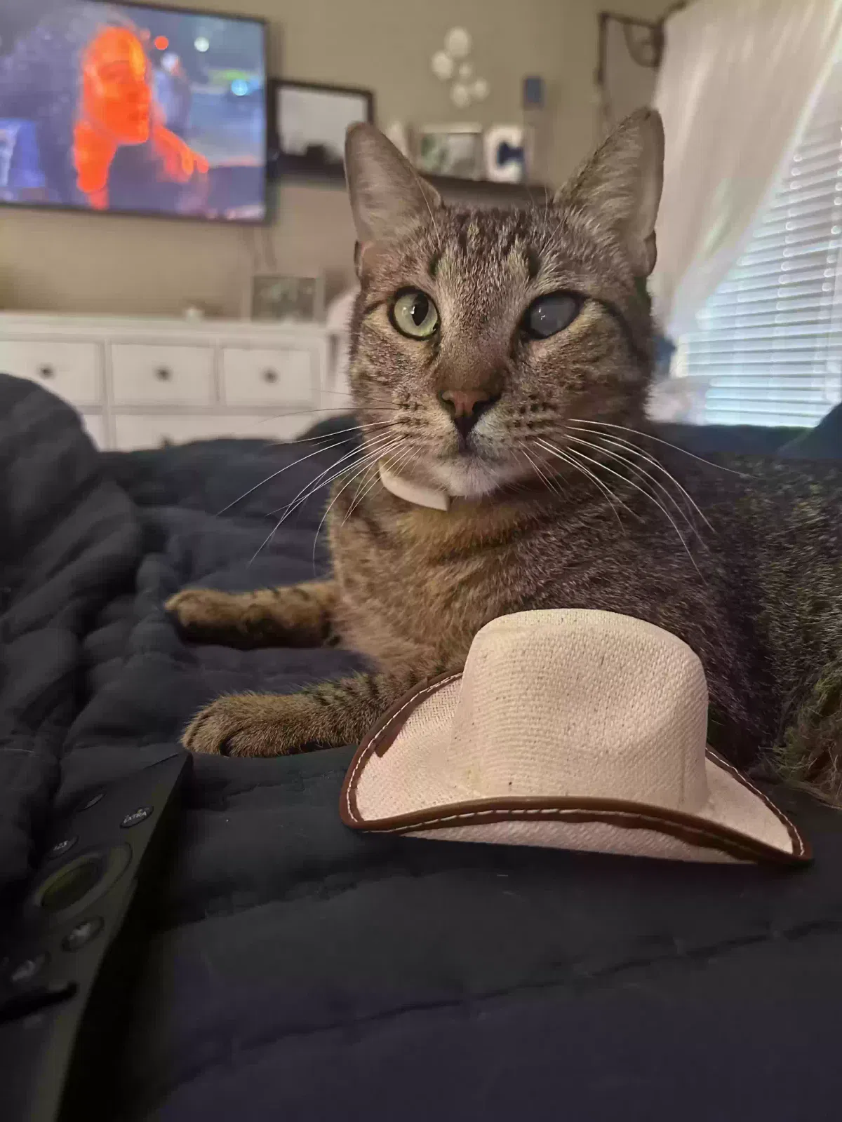 Lost cat in Pearland, TX, 77581