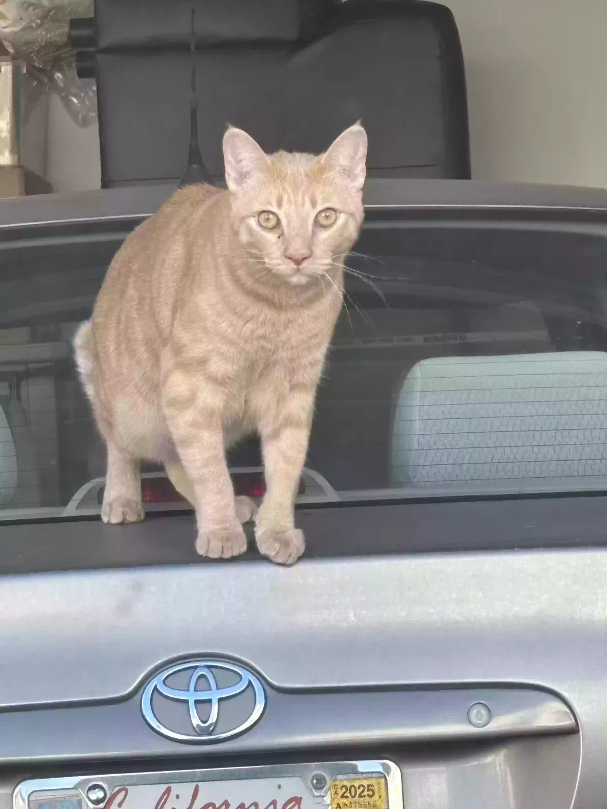 Lost cat in San Diego, CA, 92128