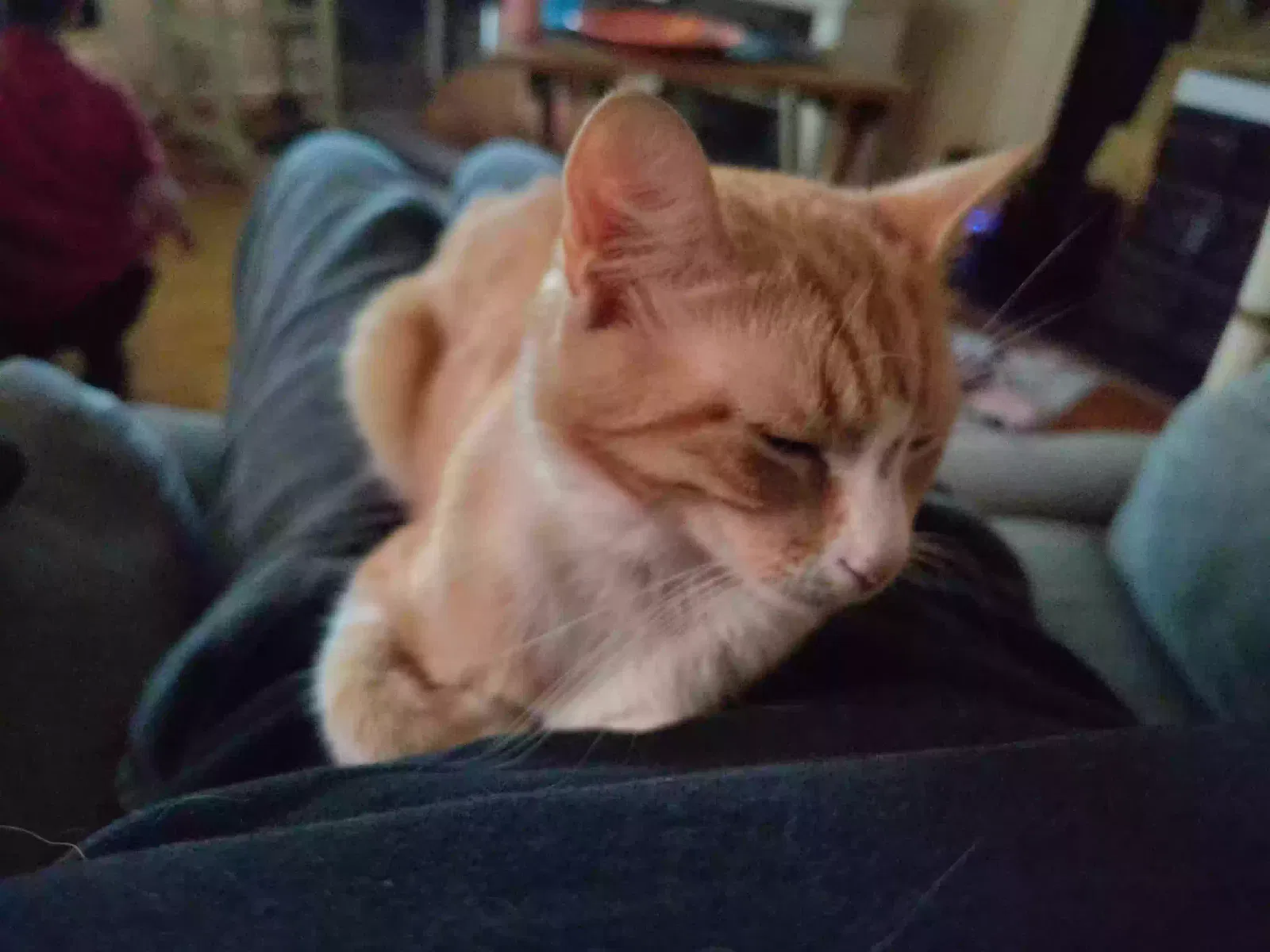 Lost cat in Mcdonough, GA, 30253