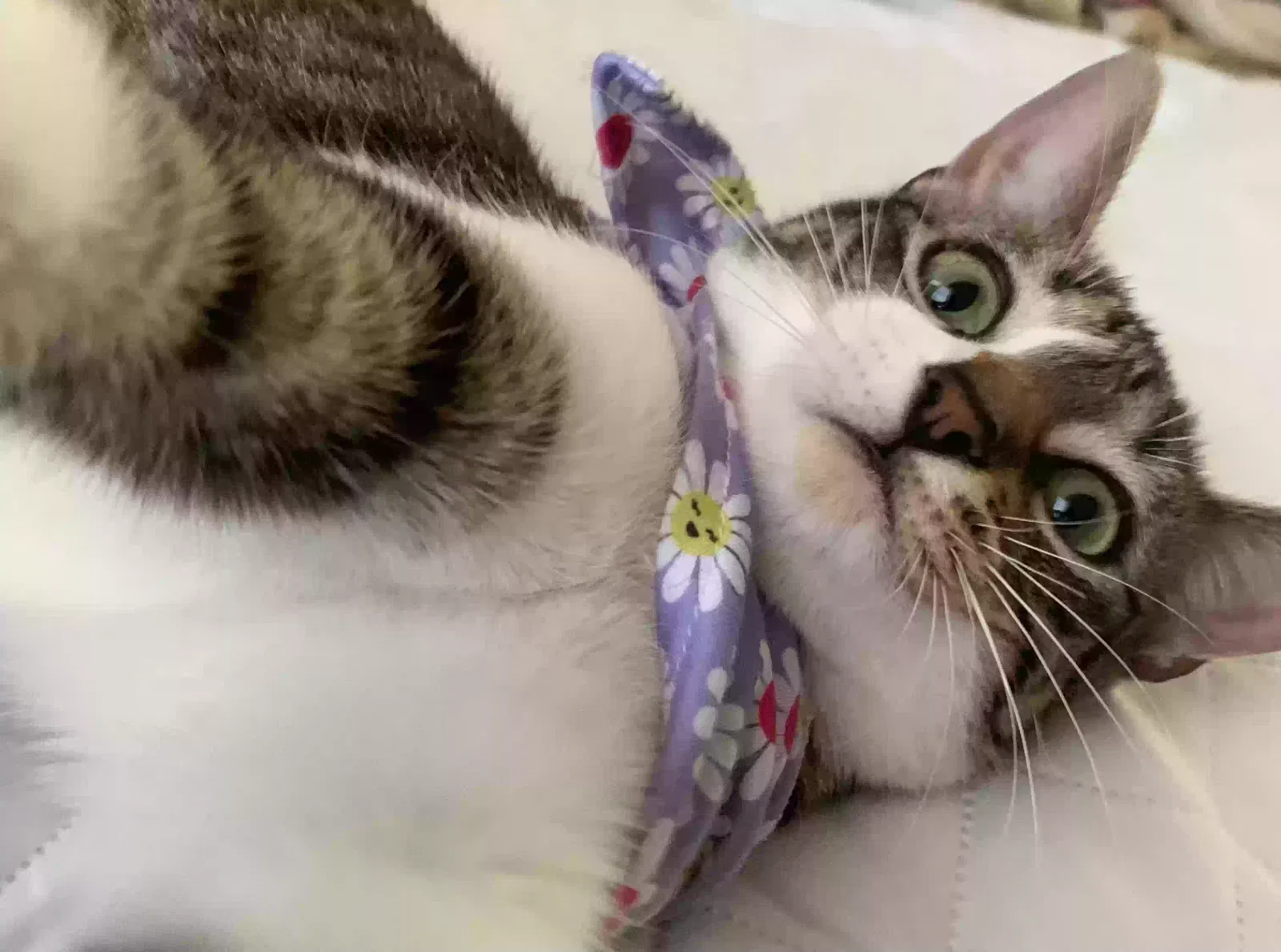 Lost cat in New Iberia, LA, 70560