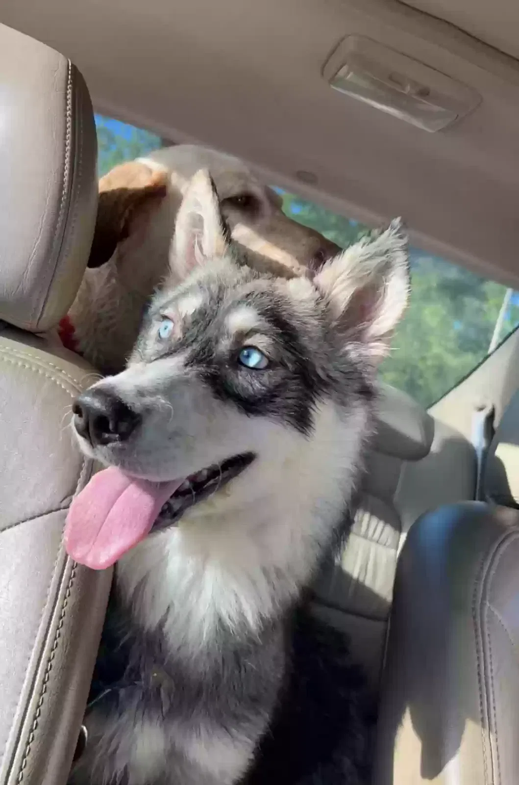 Lost dog in Rock Spring, GA, 30739