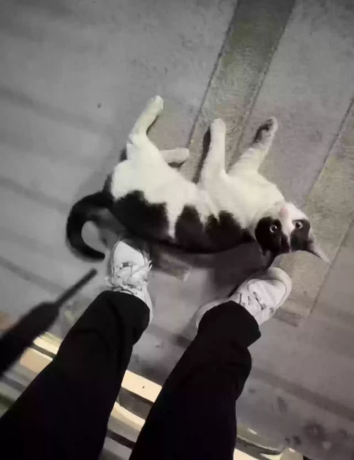 Lost cat in Los Angeles, CA, 90064