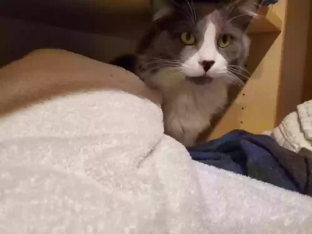 Lost cat in Indio, CA, 92201