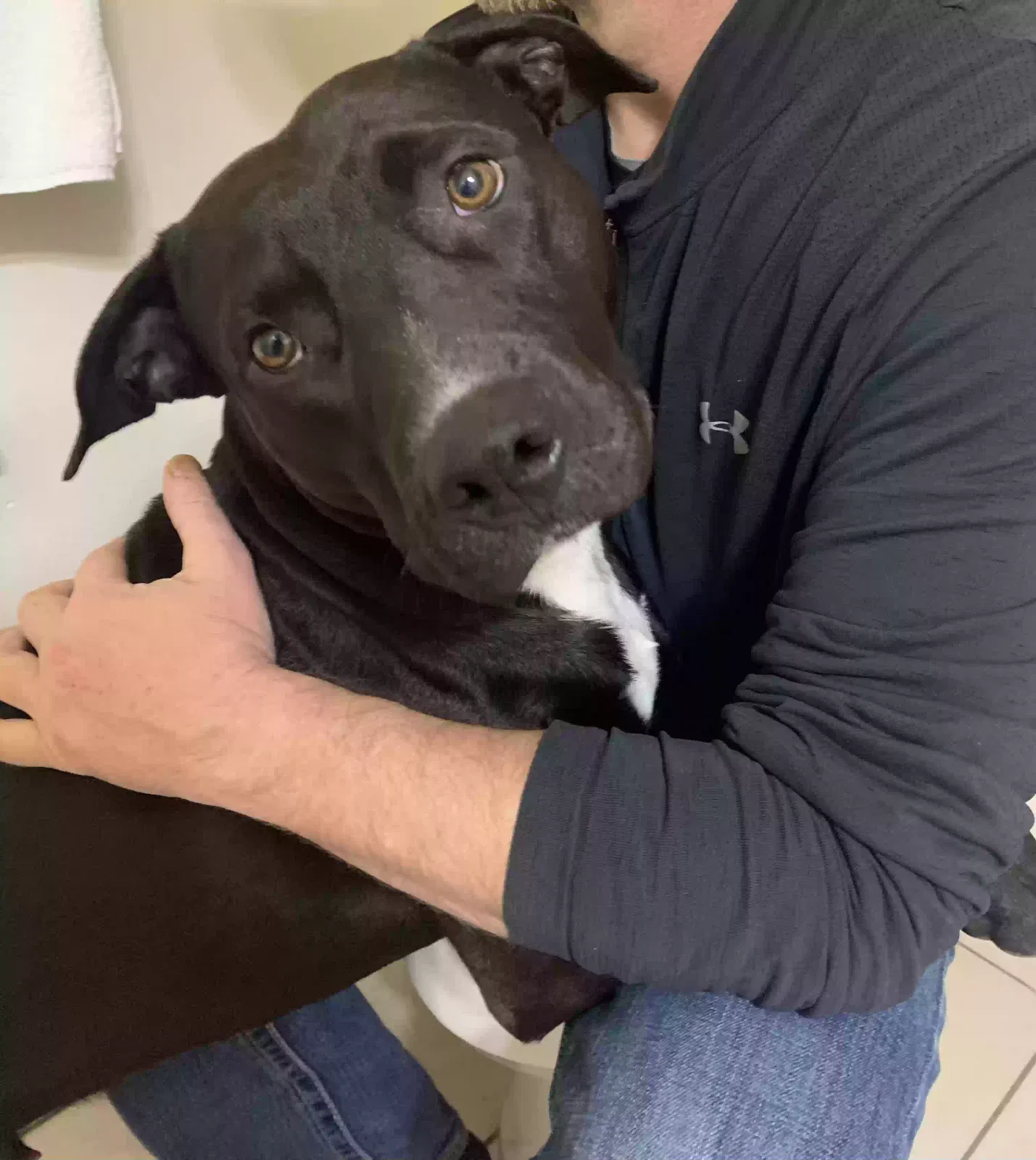 Found dog in Lake City, FL, 32055