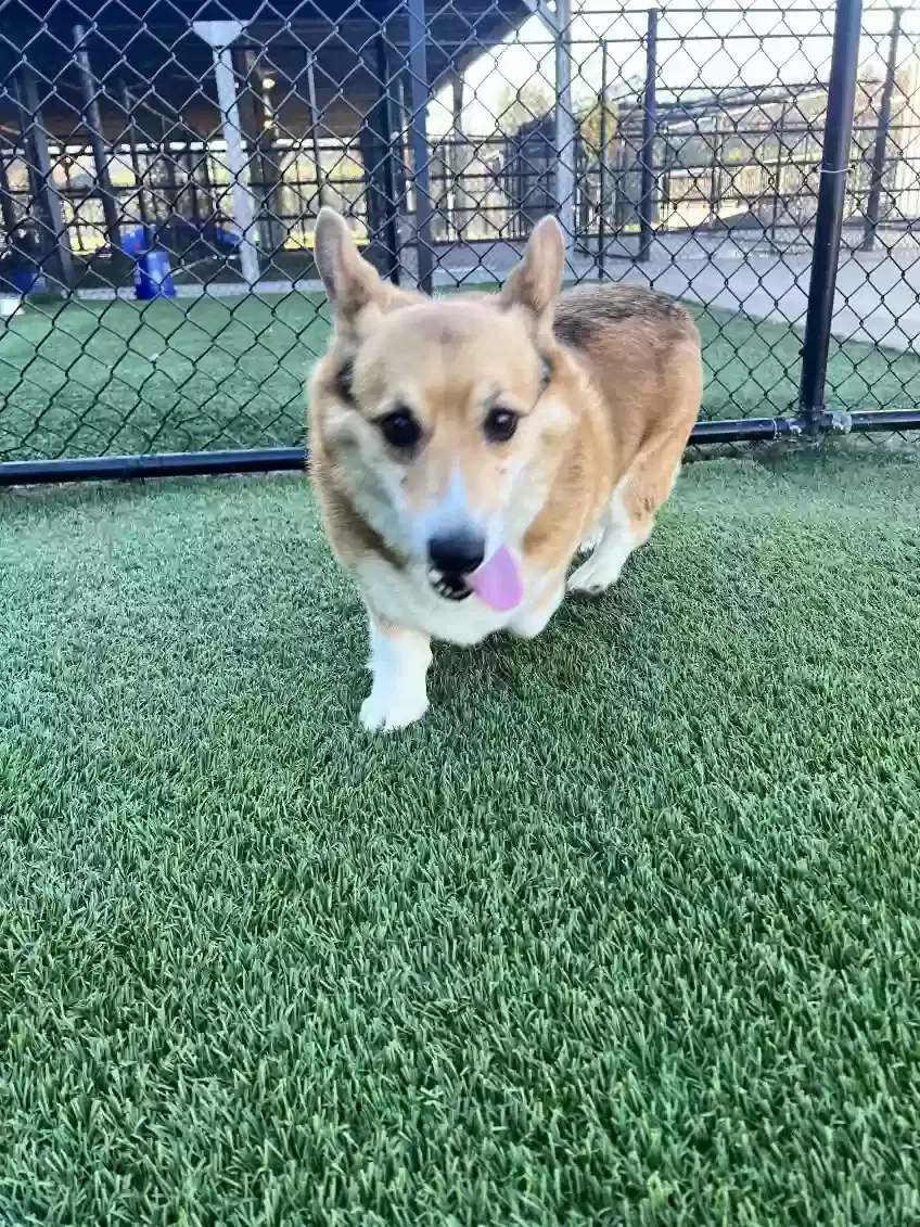 Lost dog in Richmond, KY, 40475
