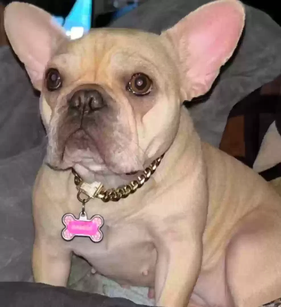 Lost dog in Sacramento, CA, 95815
