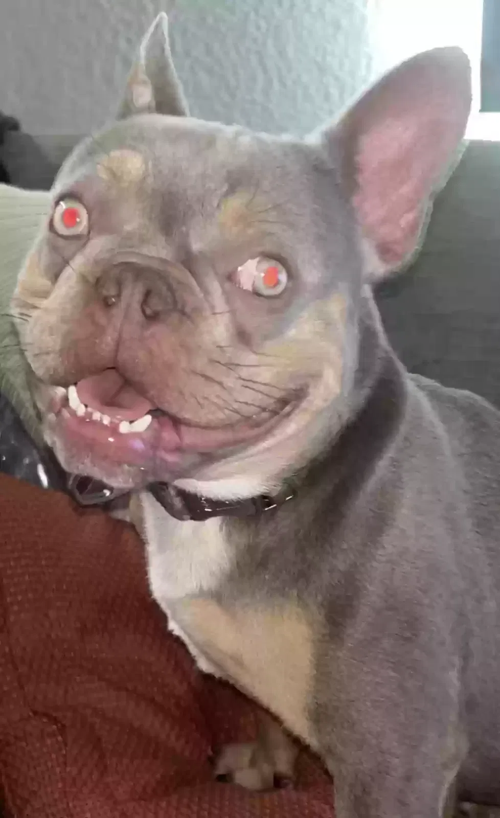 Lost dog in Sacramento, CA, 95815