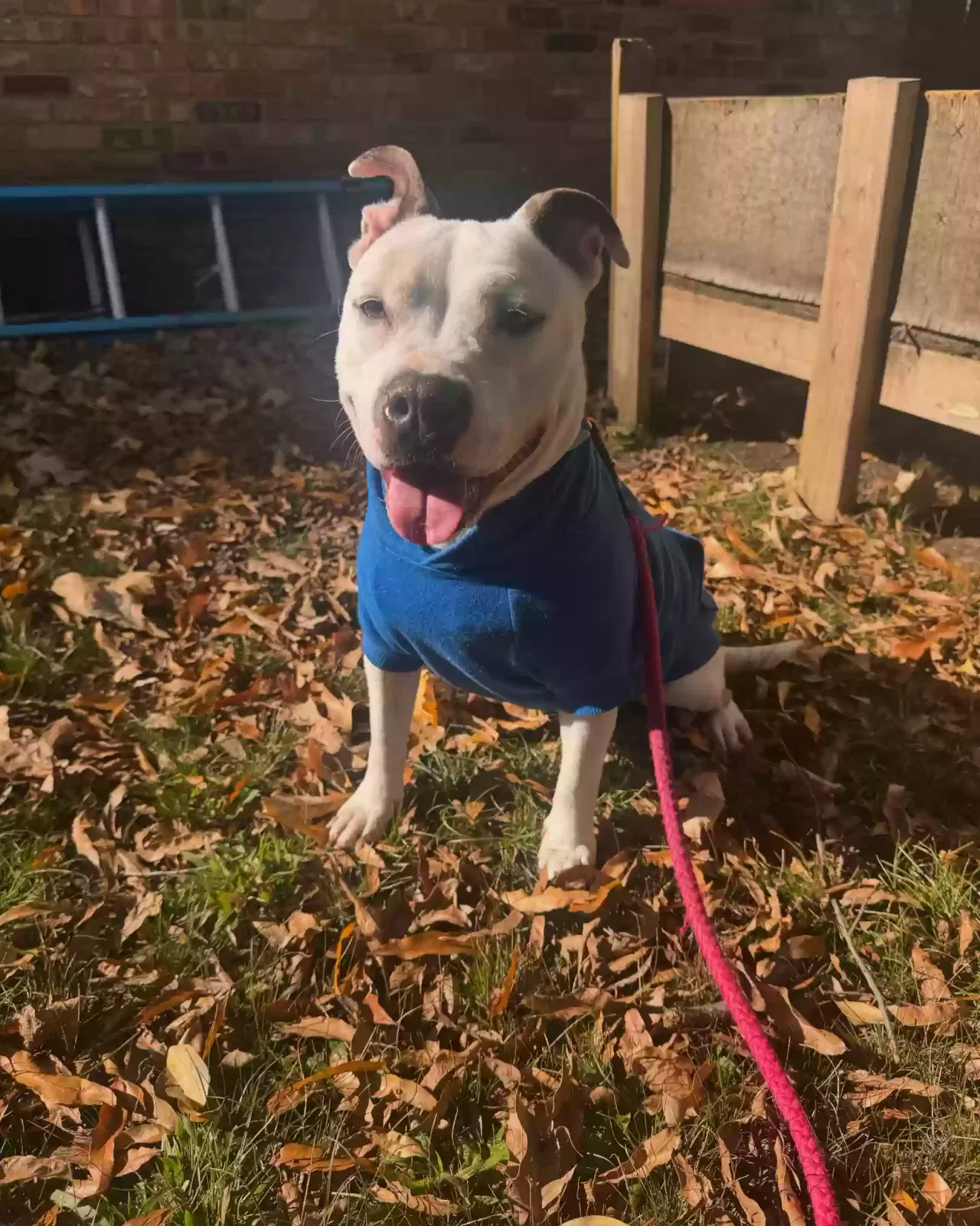 Lost dog in Unknown, TN, 31182