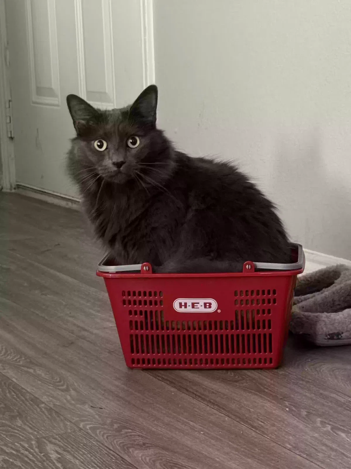Lost cat in Arlington, TX, 76006
