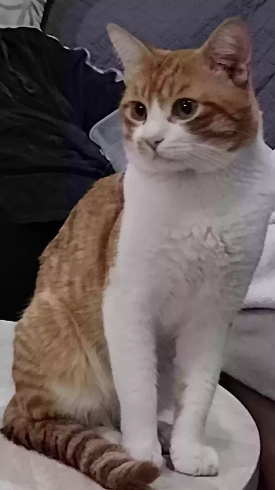 Lost cat in Phoenix, AZ, 85029