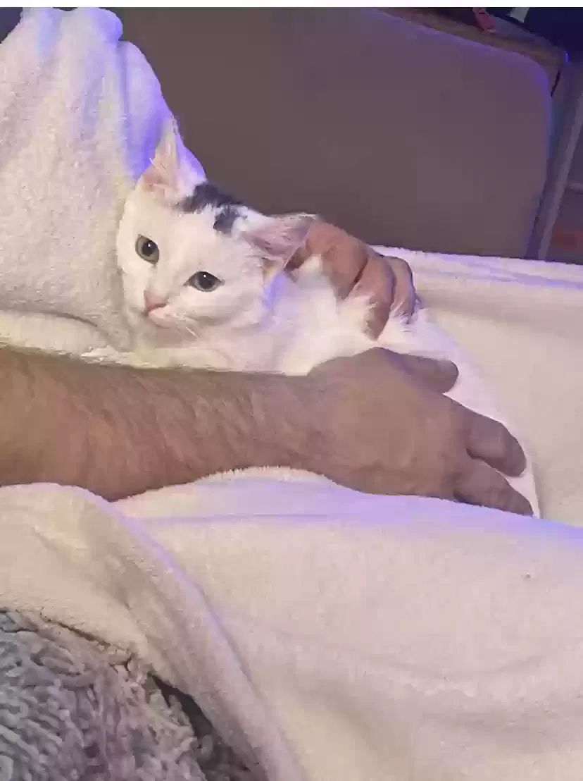 Lost cat in Oshkosh, WI, 54901