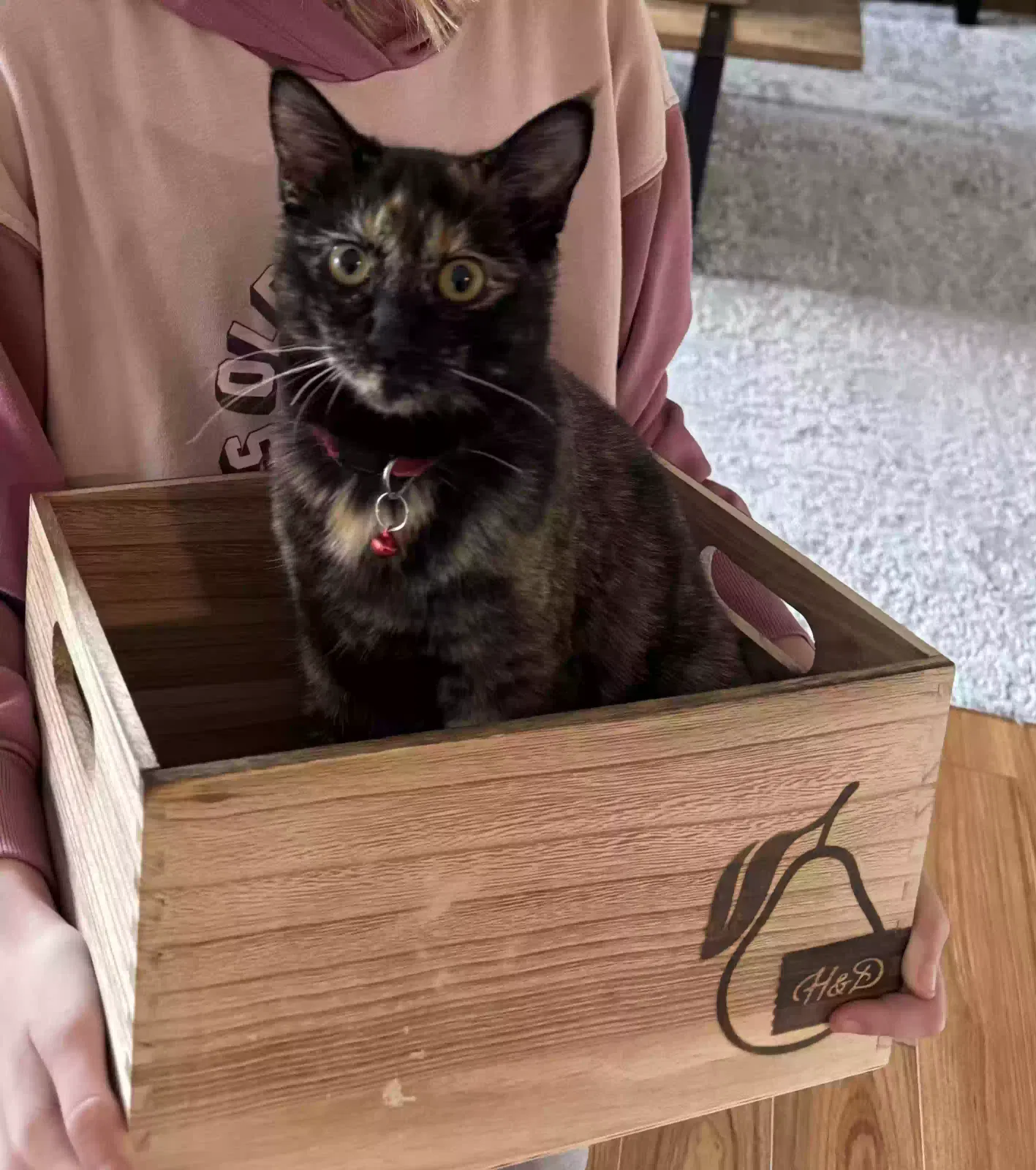 Lost cat in Portland, OR, 97223