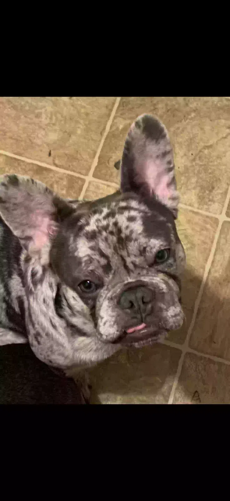 Lost dog in Santa Rosa, CA, 95407