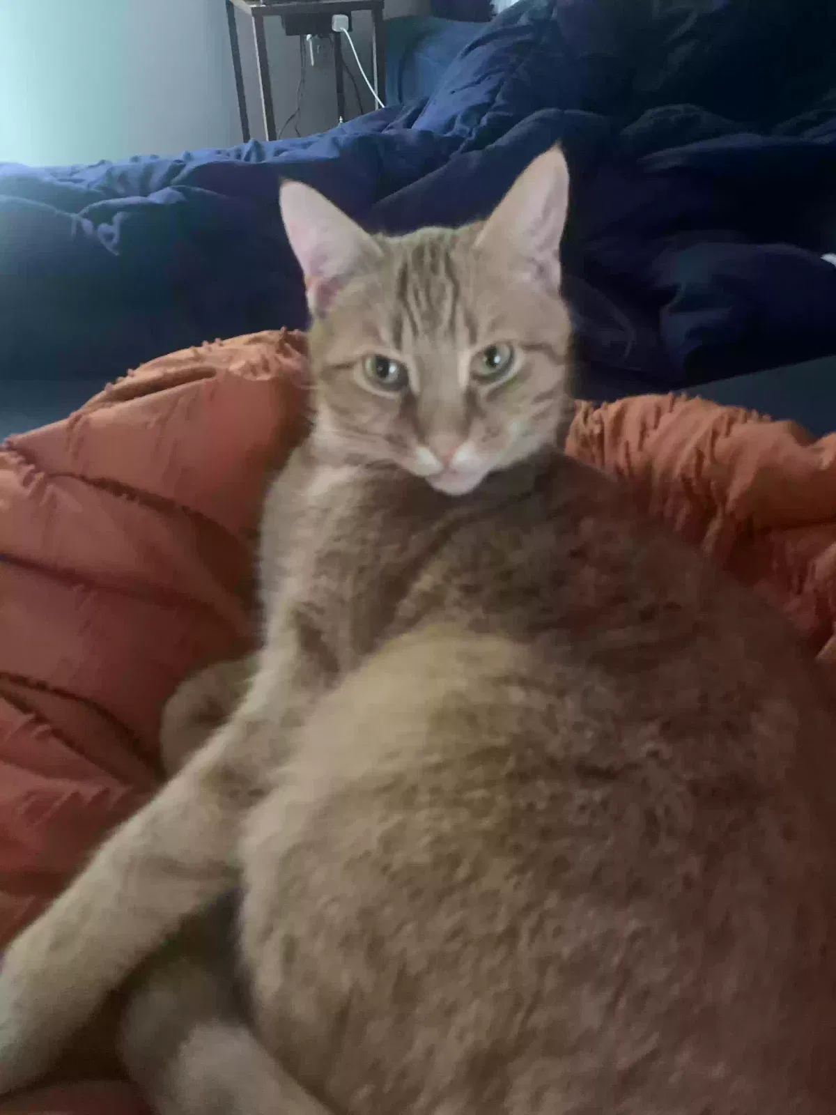 Lost cat in New Cumberland, PA, 17070