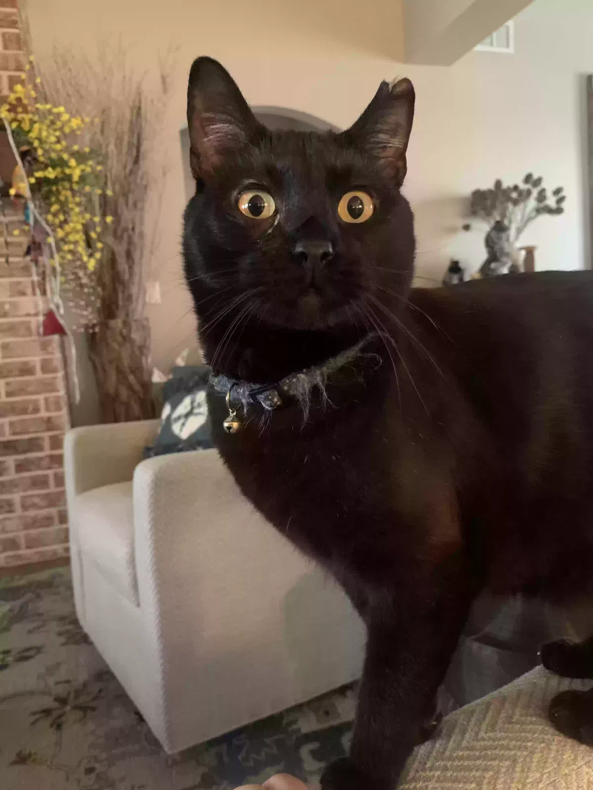 Lost cat in Wichita, KS, 67208