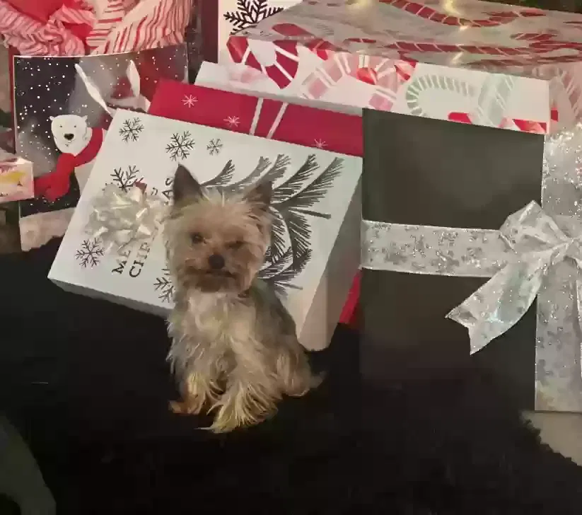 Lost dog in San Antonio, TX, 78245