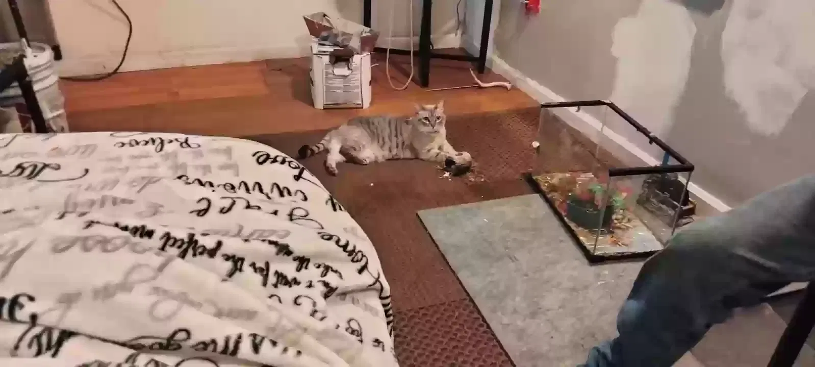 Lost cat in San Jose, CA, 95127