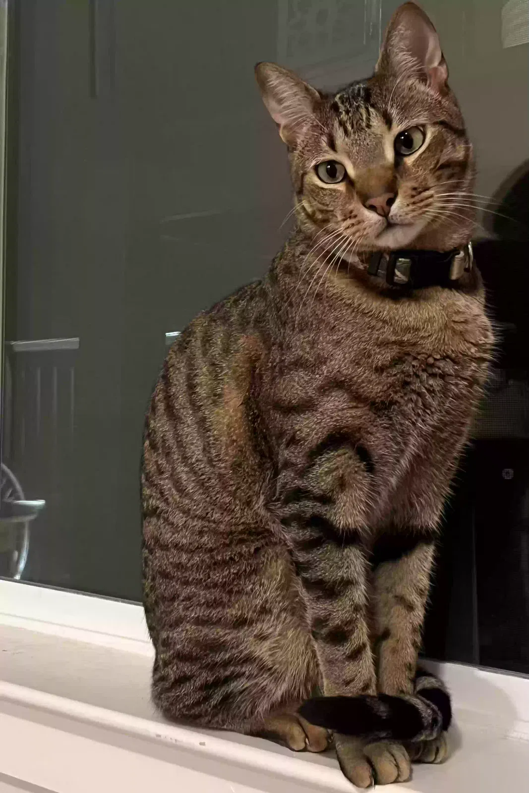 Lost cat in San Antonio, TX, 78247