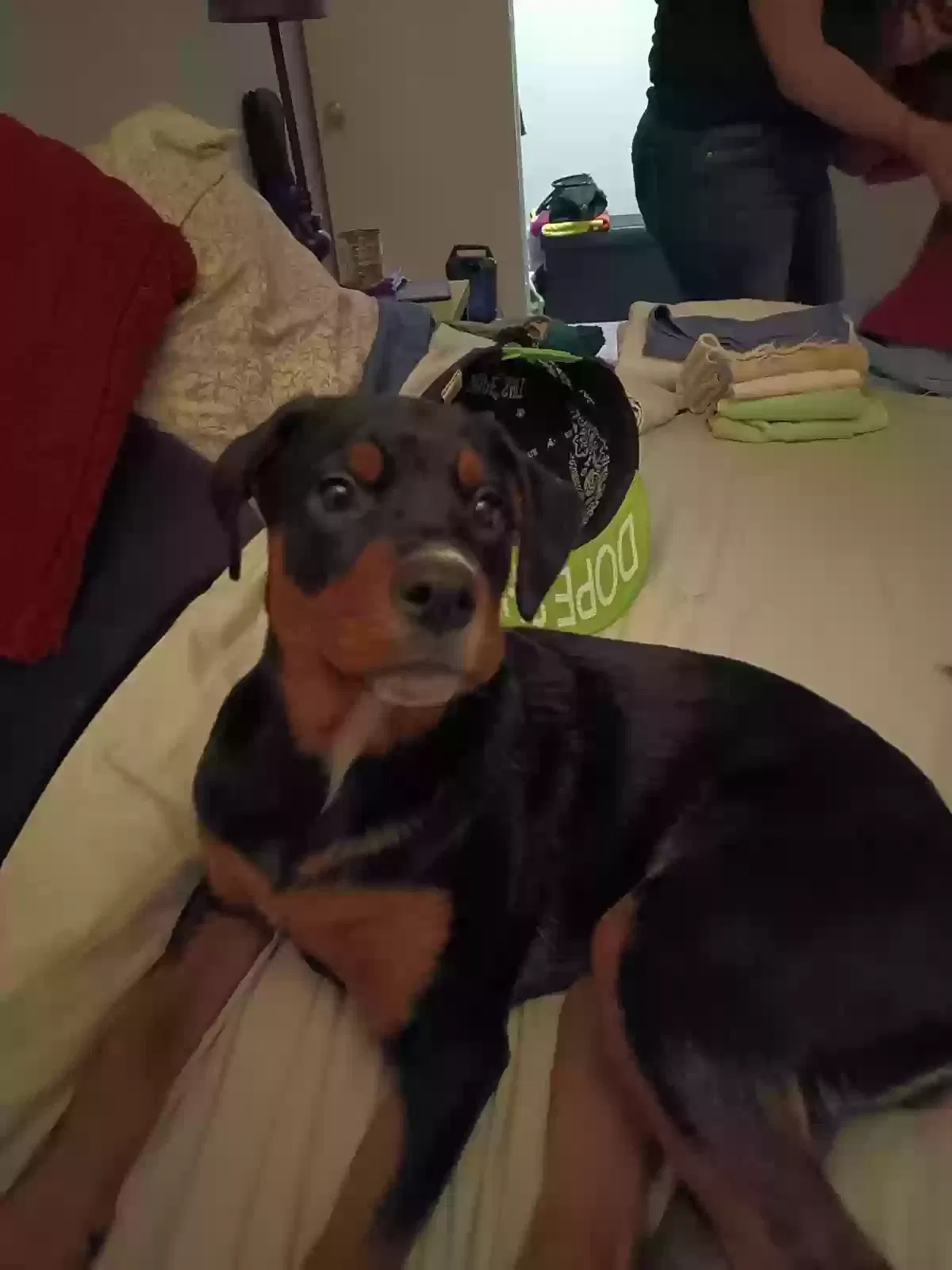 Lost dog in Marietta, GA, 30064