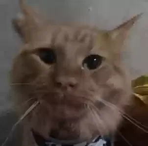 Lost cat in Montgomery, IL, 60538