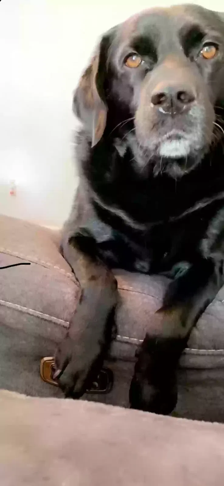 Missing Dog