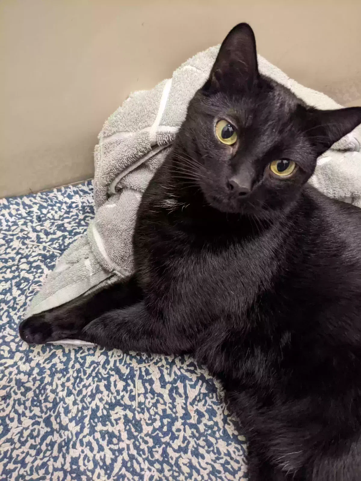 Lost cat in New Cumberland, PA, 17070