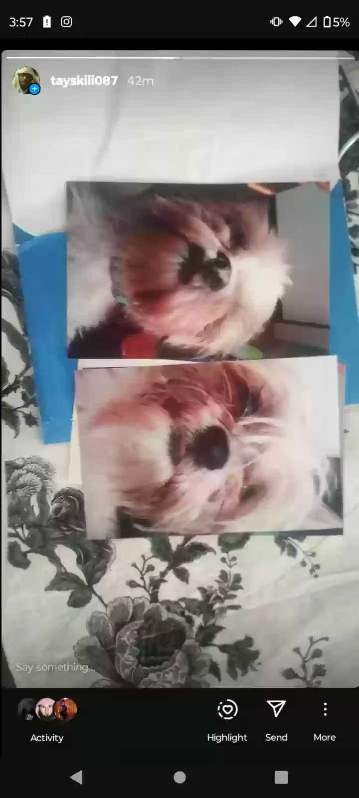 Lost dog in Columbus City, IA, 52737