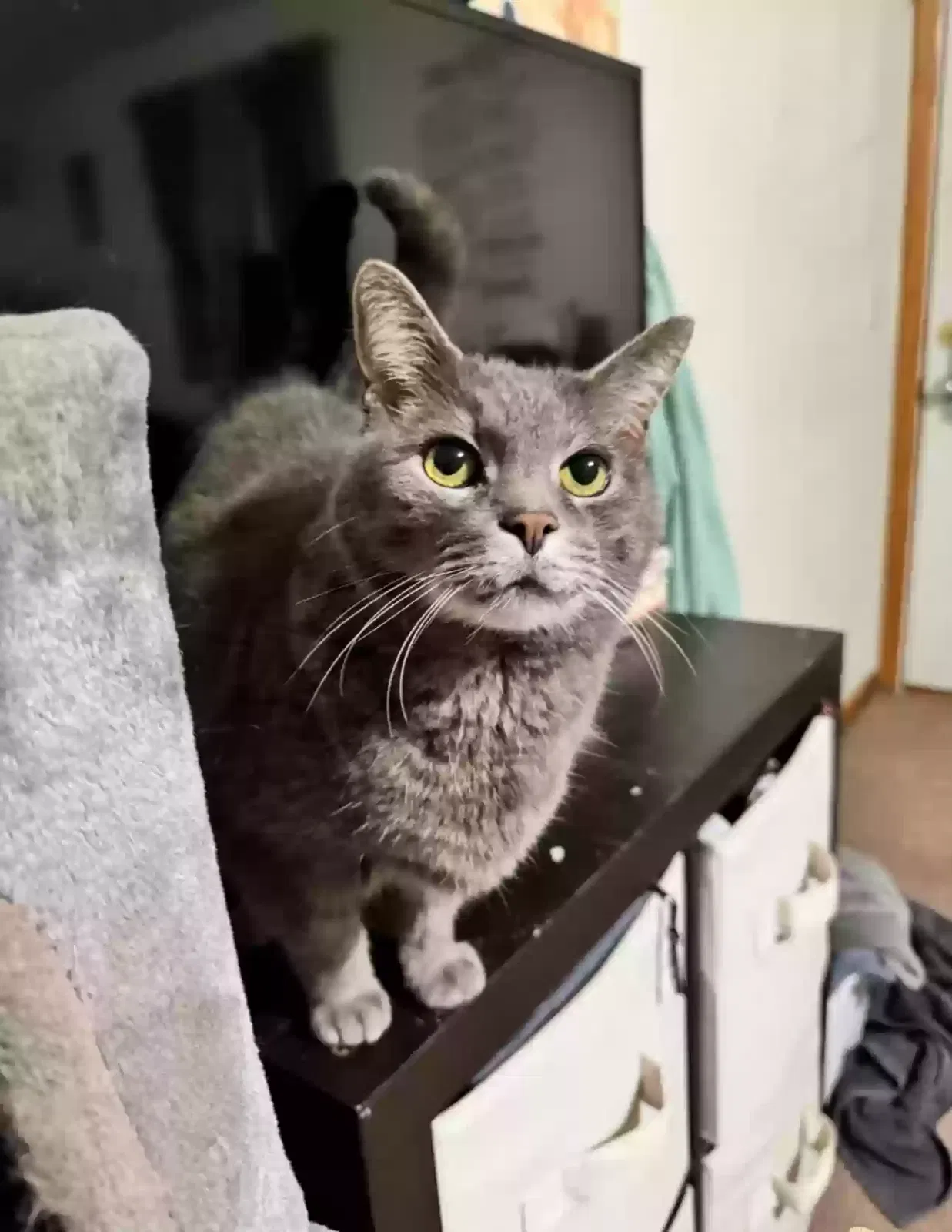 Lost cat in Lawton, MI, 49065