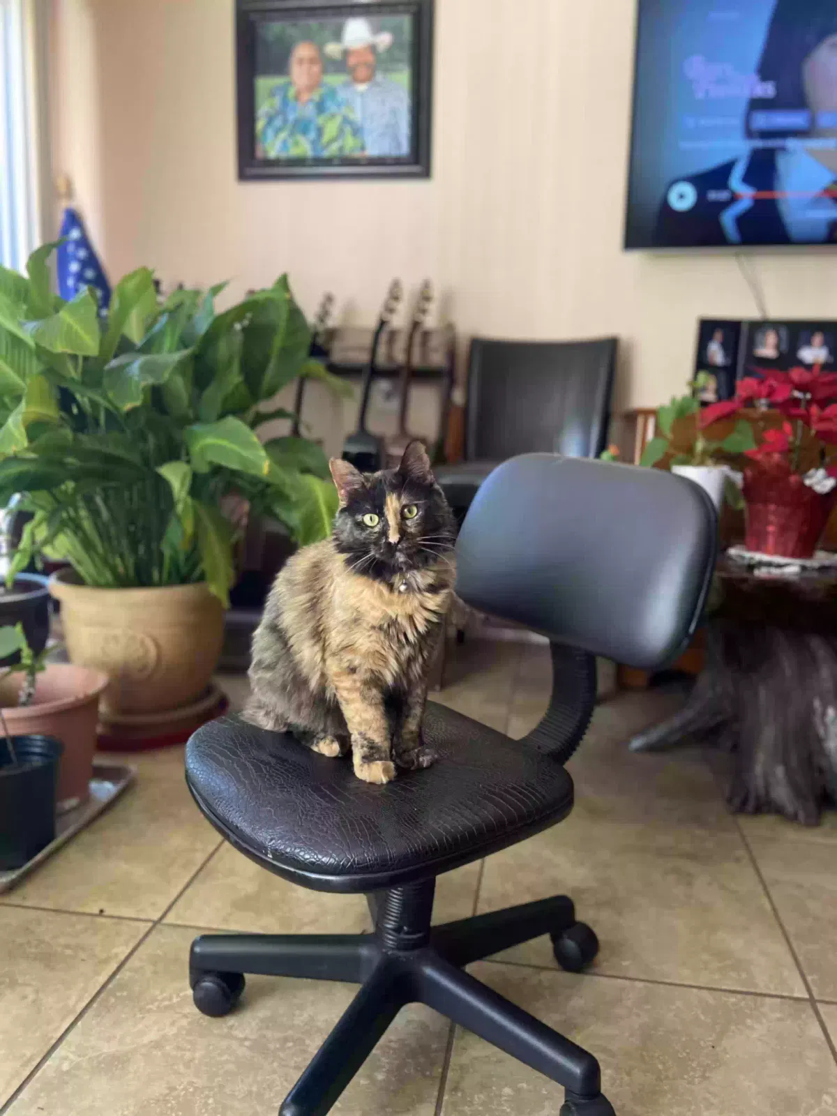 Lost cat in Houston, TX, 77034