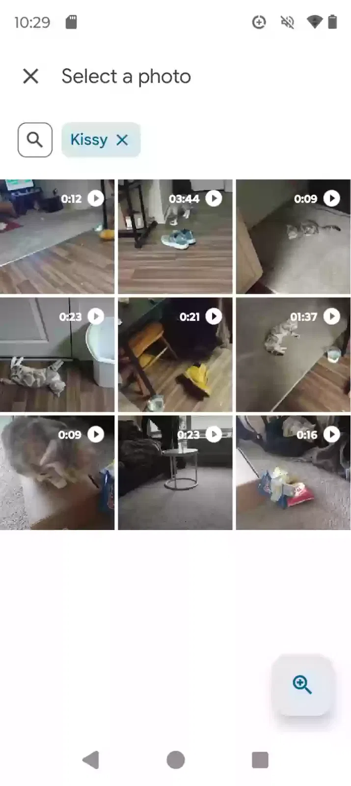 Lost cat in Unknown, CO, 80000
