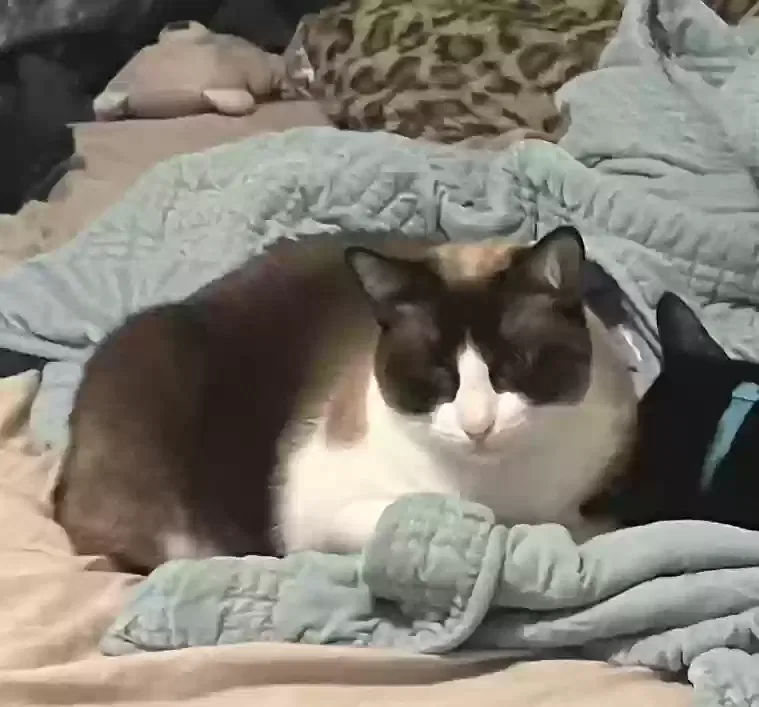 Lost cat in San Antonio, TX, 78259