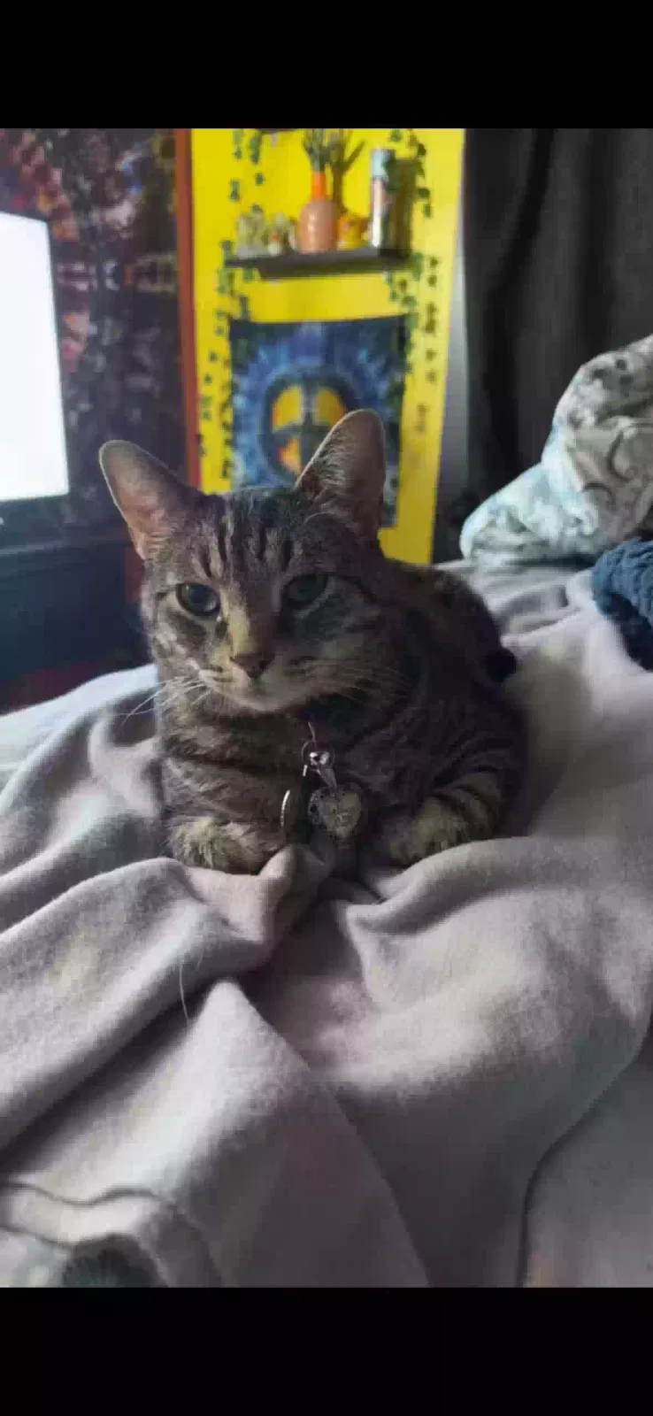 Lost cat in San Diego, CA, 92105