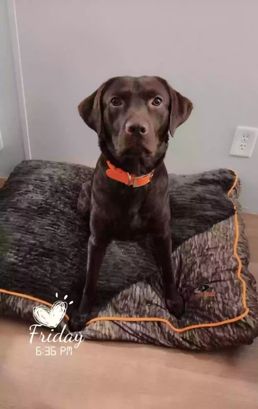 Lost dog in Middleburg, FL, 32068