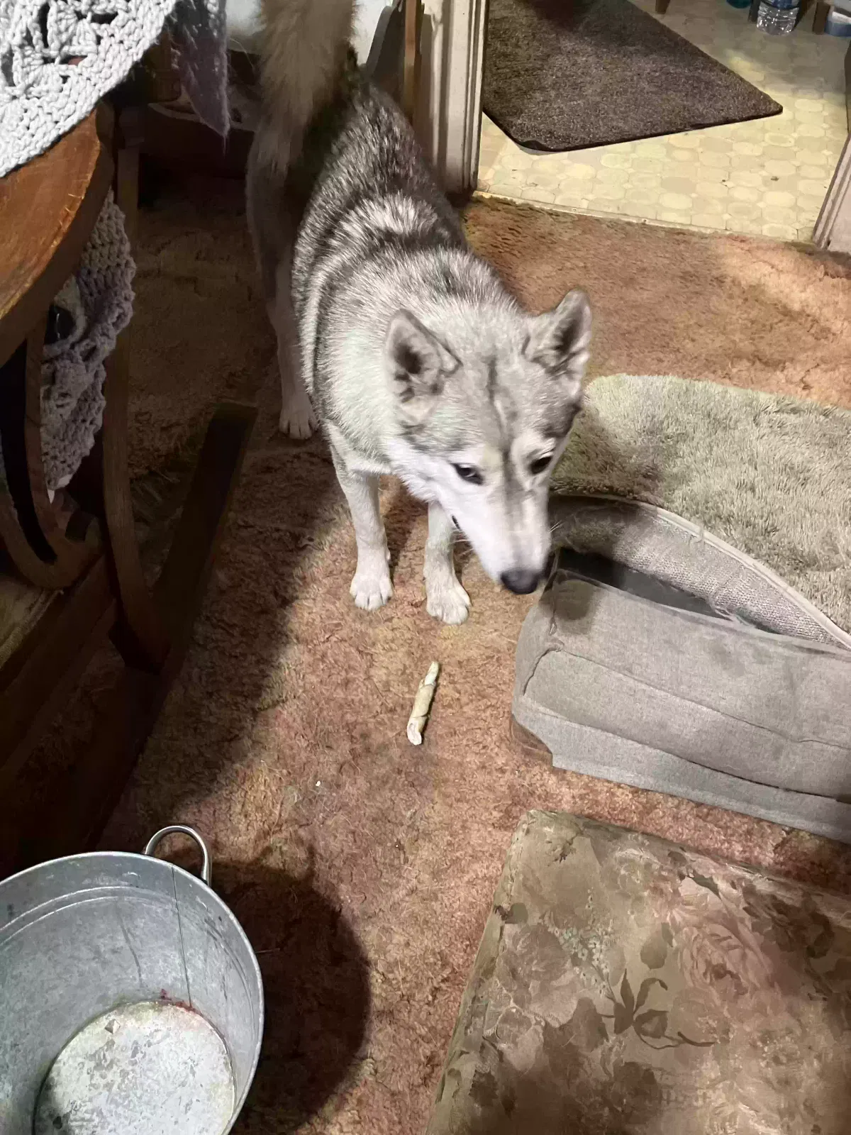 Found dog in Stockton, CA, 95203