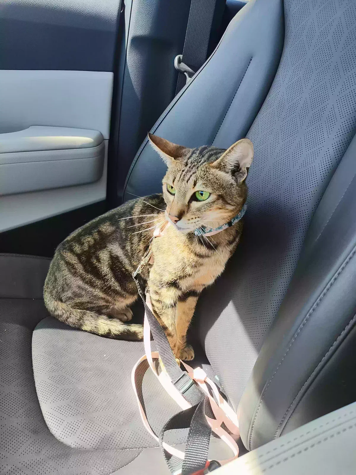 Lost cat in San Antonio, TX, 78211