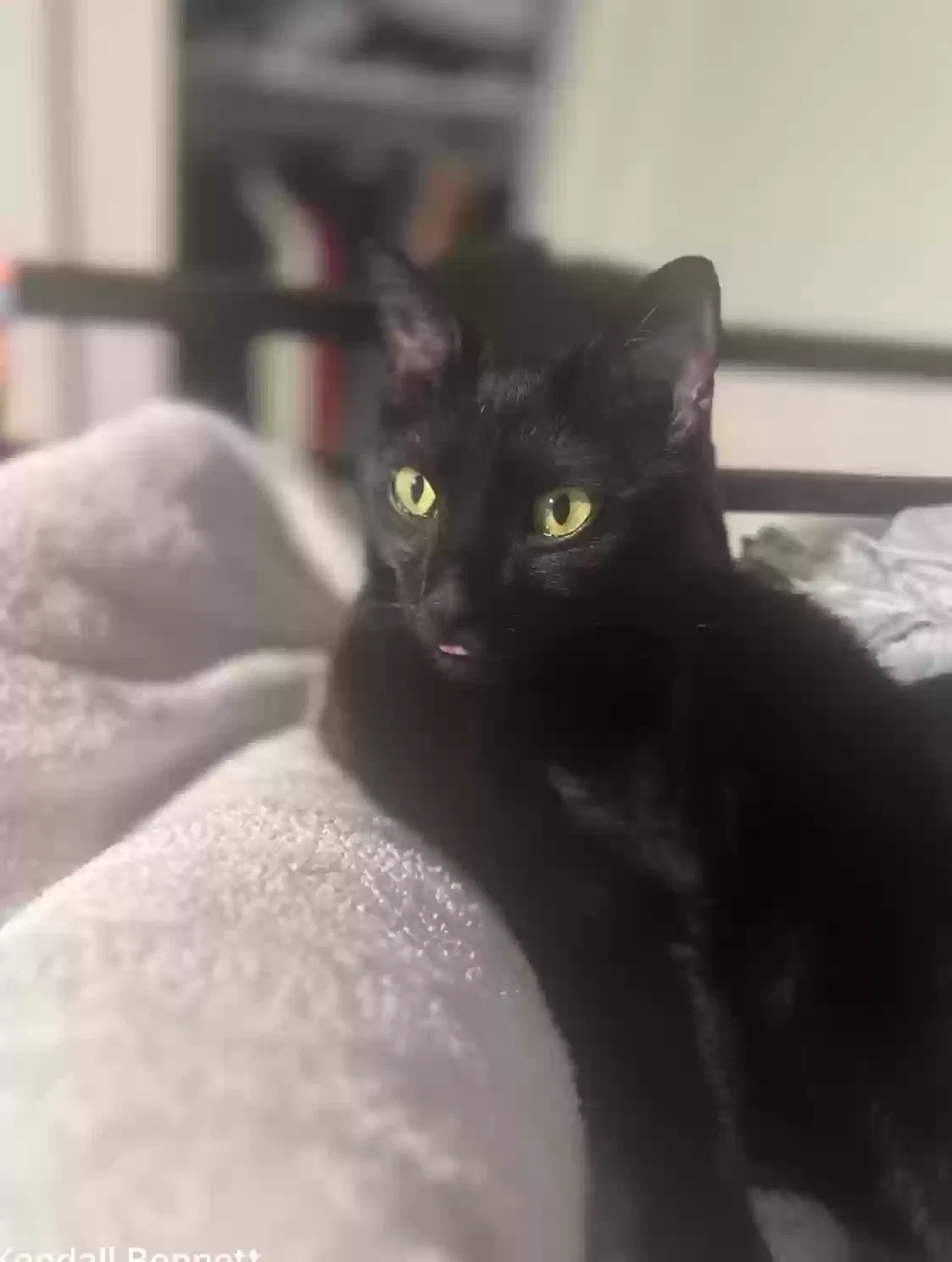 Lost cat in Broomfield, CO, 80020