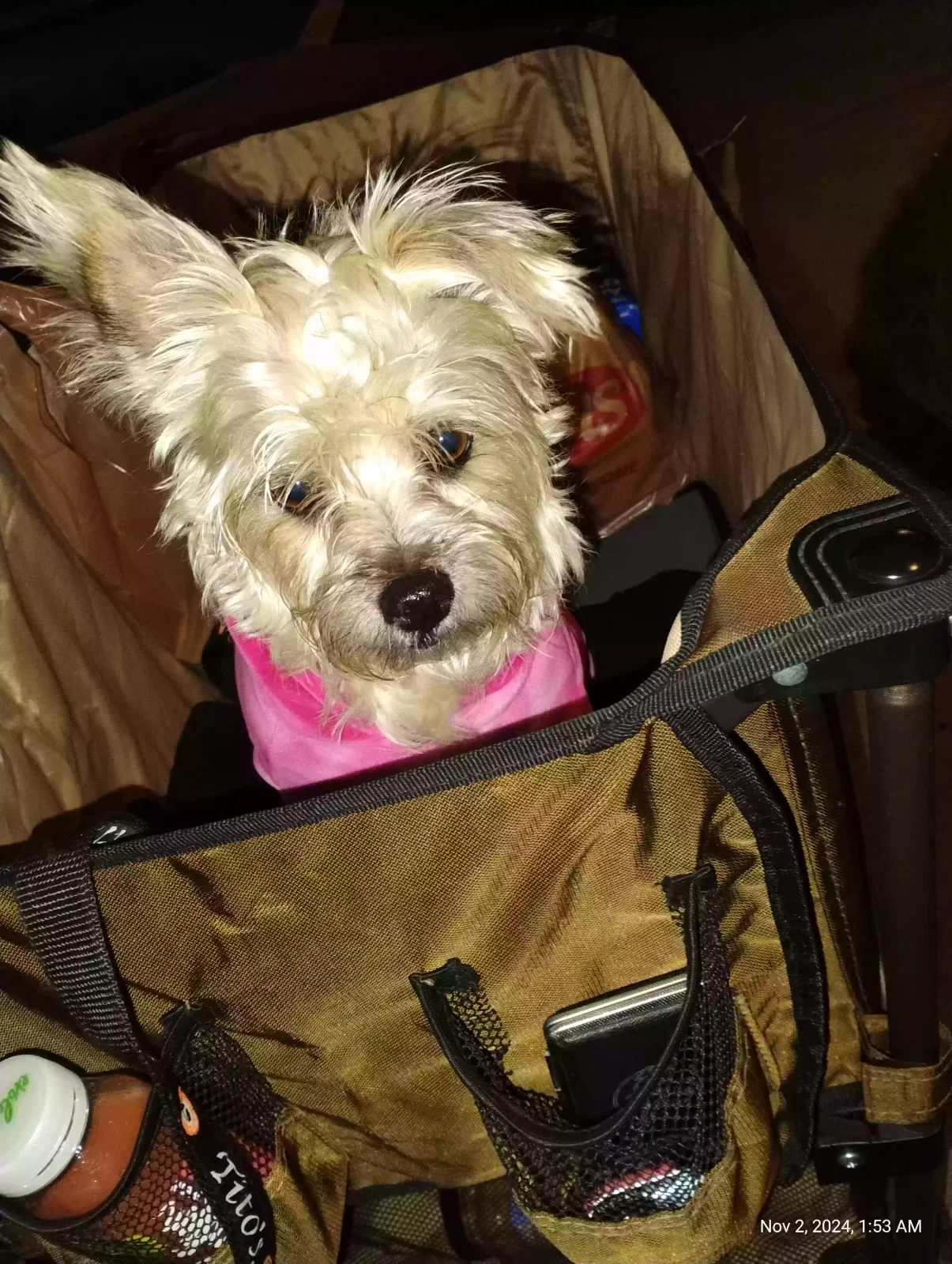 Lost dog in Los Angeles, CA, 90027