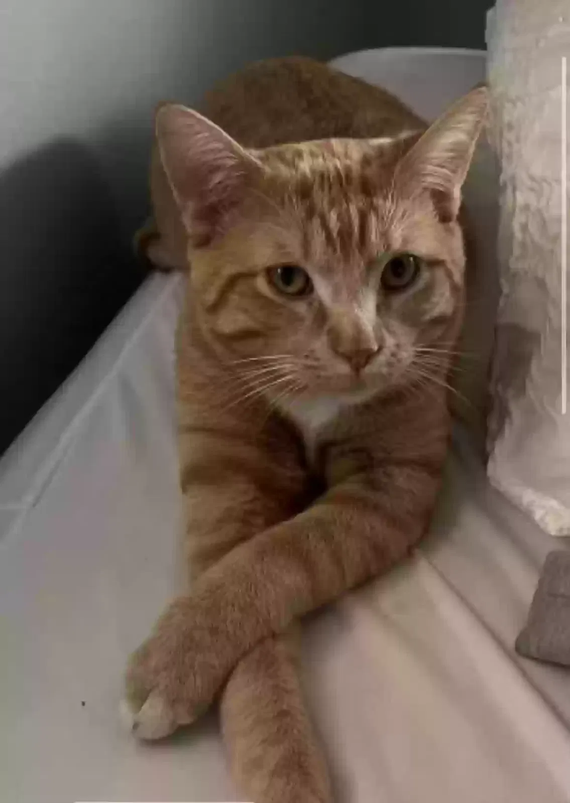 Lost cat in El Paso, TX, 79925