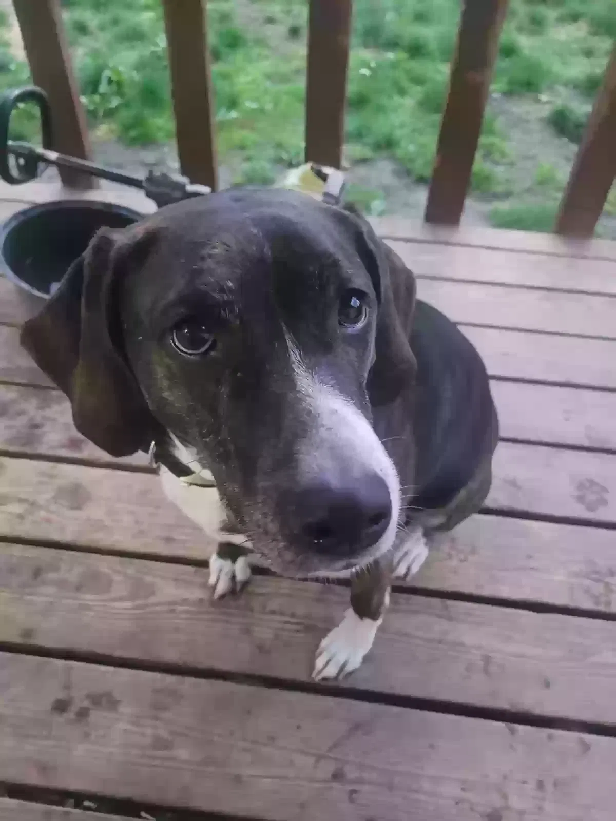 Lost dog in Eatonville, WA, 98328