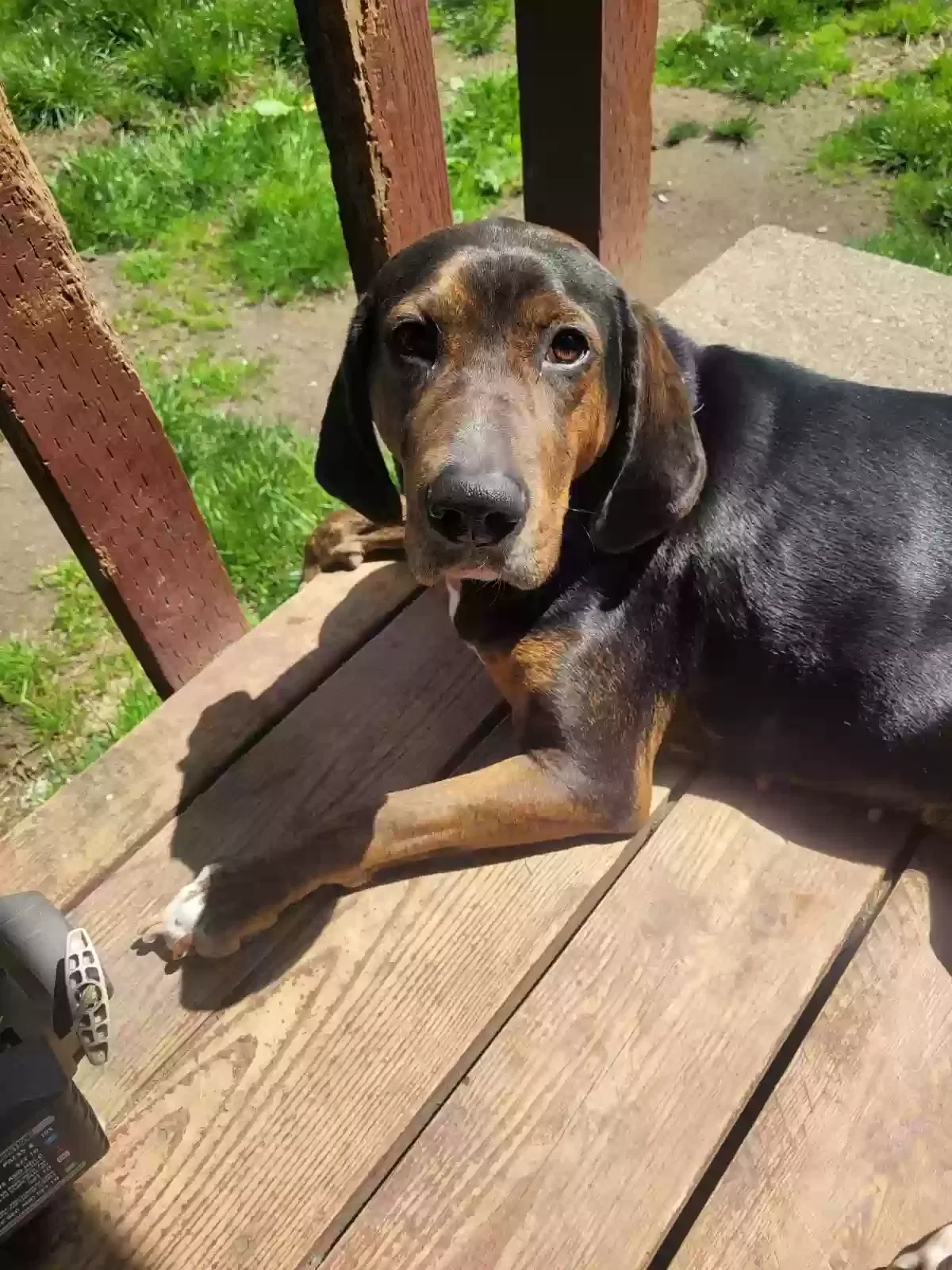 Lost dog in Eatonville, WA, 98328