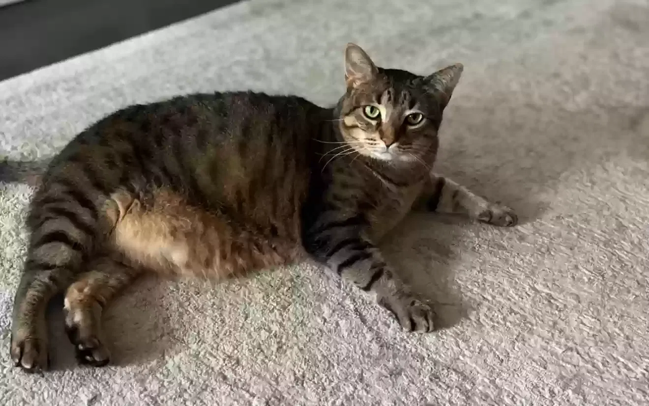 Lost cat in Willis, TX, 77318
