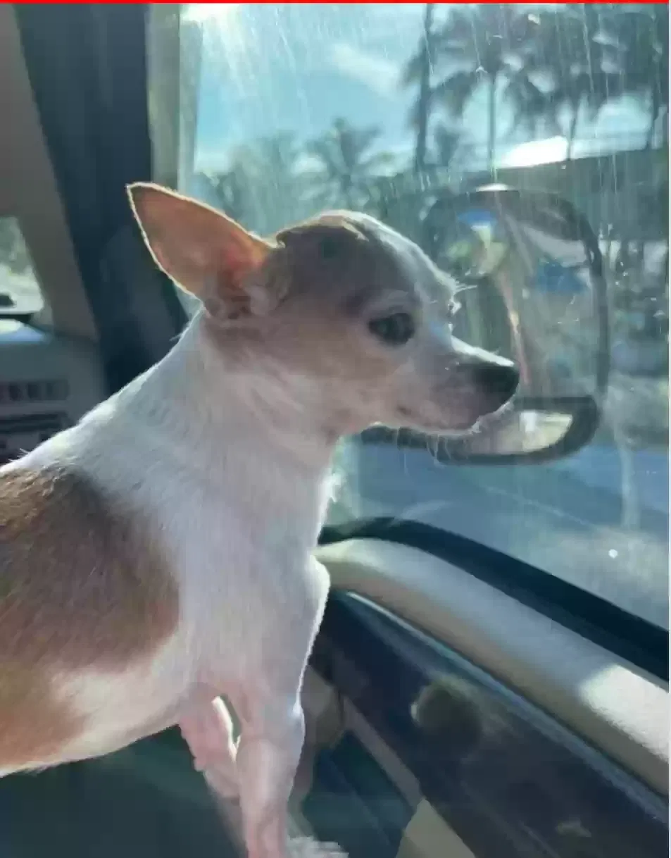 Lost dog in Miami, FL, 33157