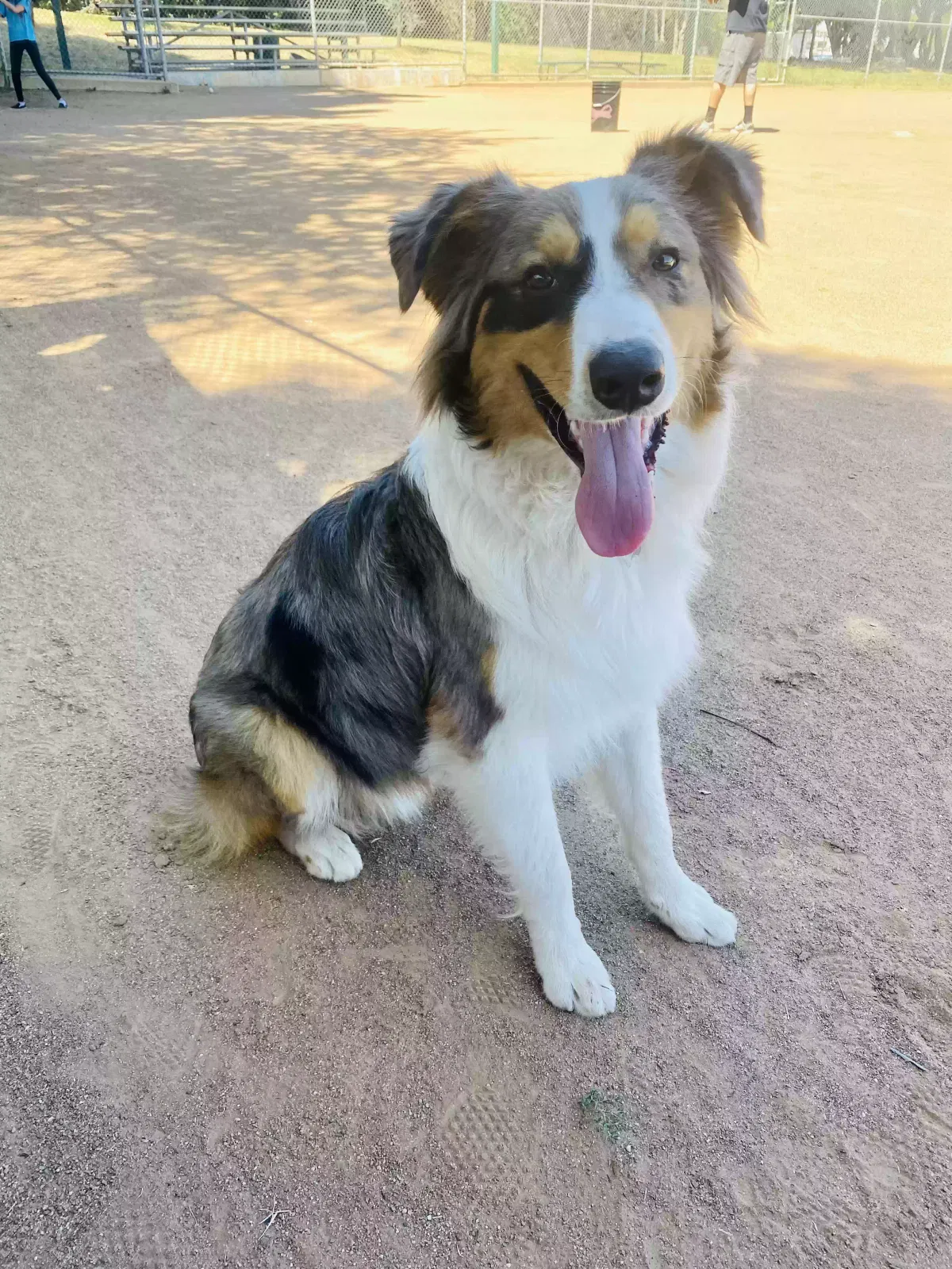 Lost dog in Wilmington, CA, 90744