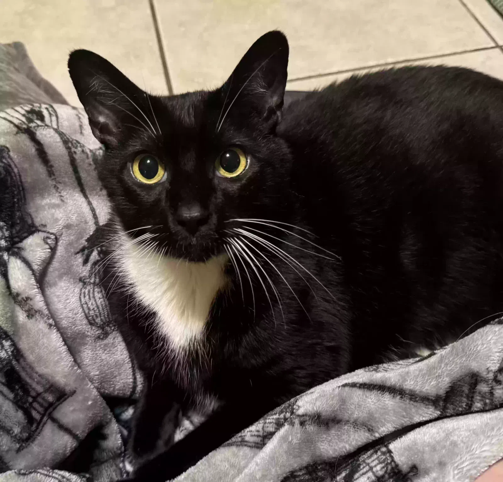 Lost cat in Clearwater, FL, 33761