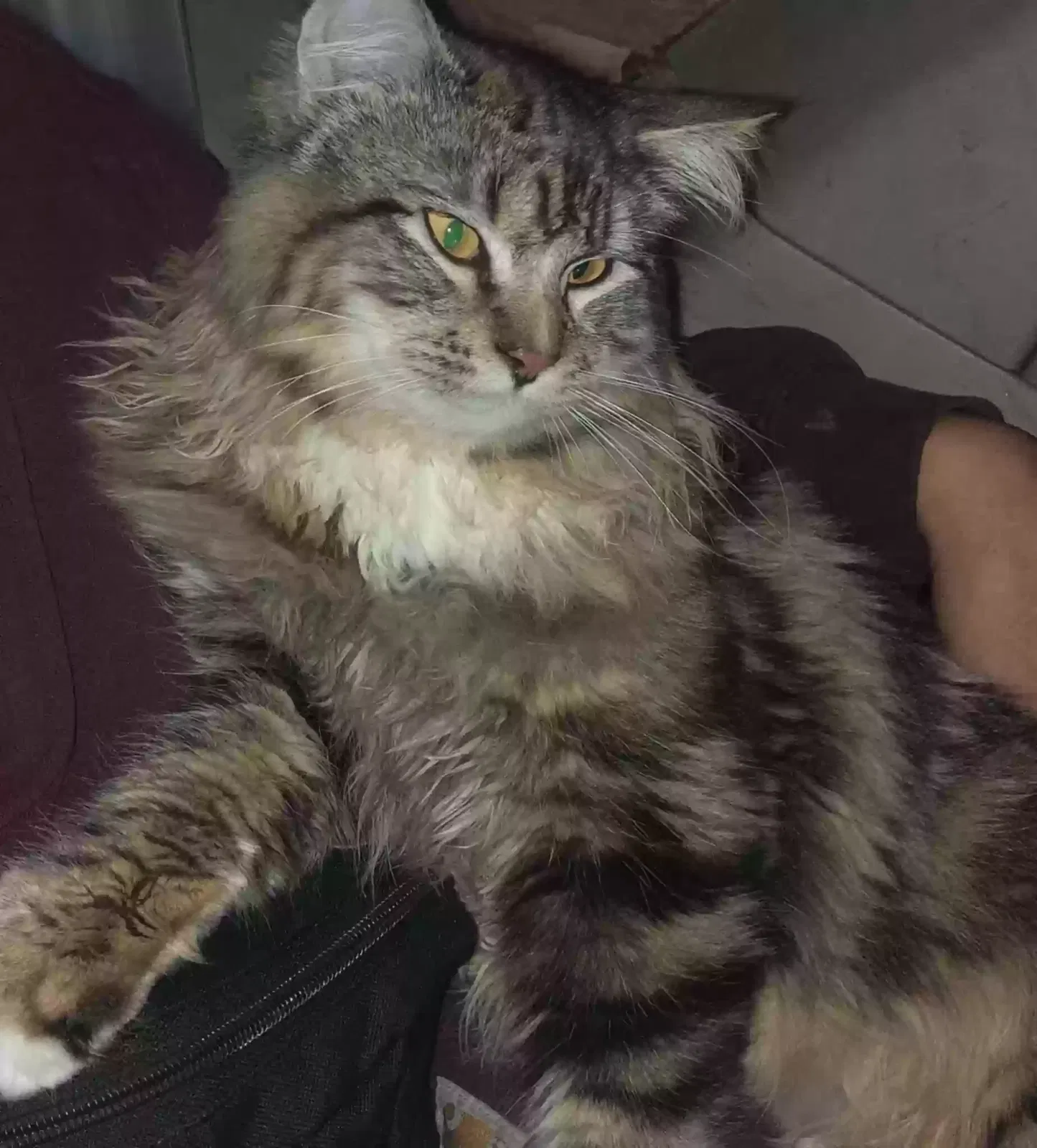 Lost cat in Tacoma, WA, 98404
