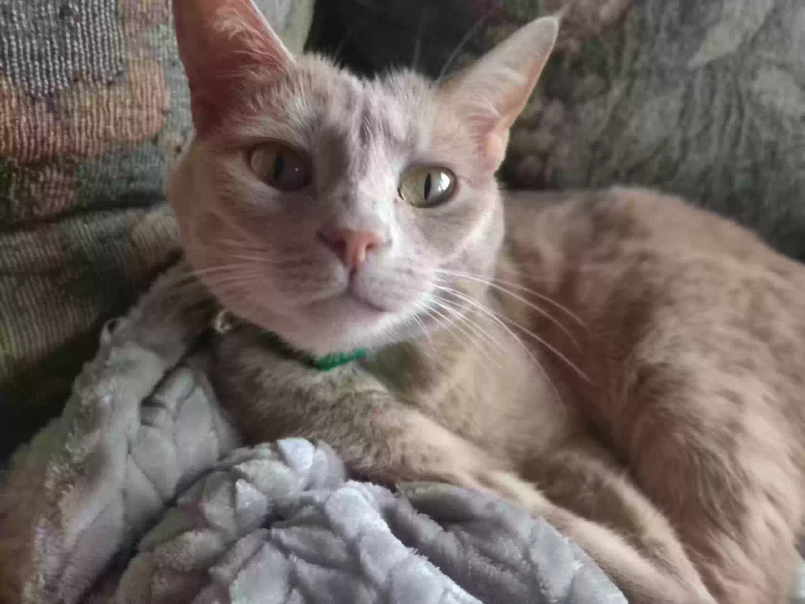 Lost cat in Mukilteo, WA, 98275