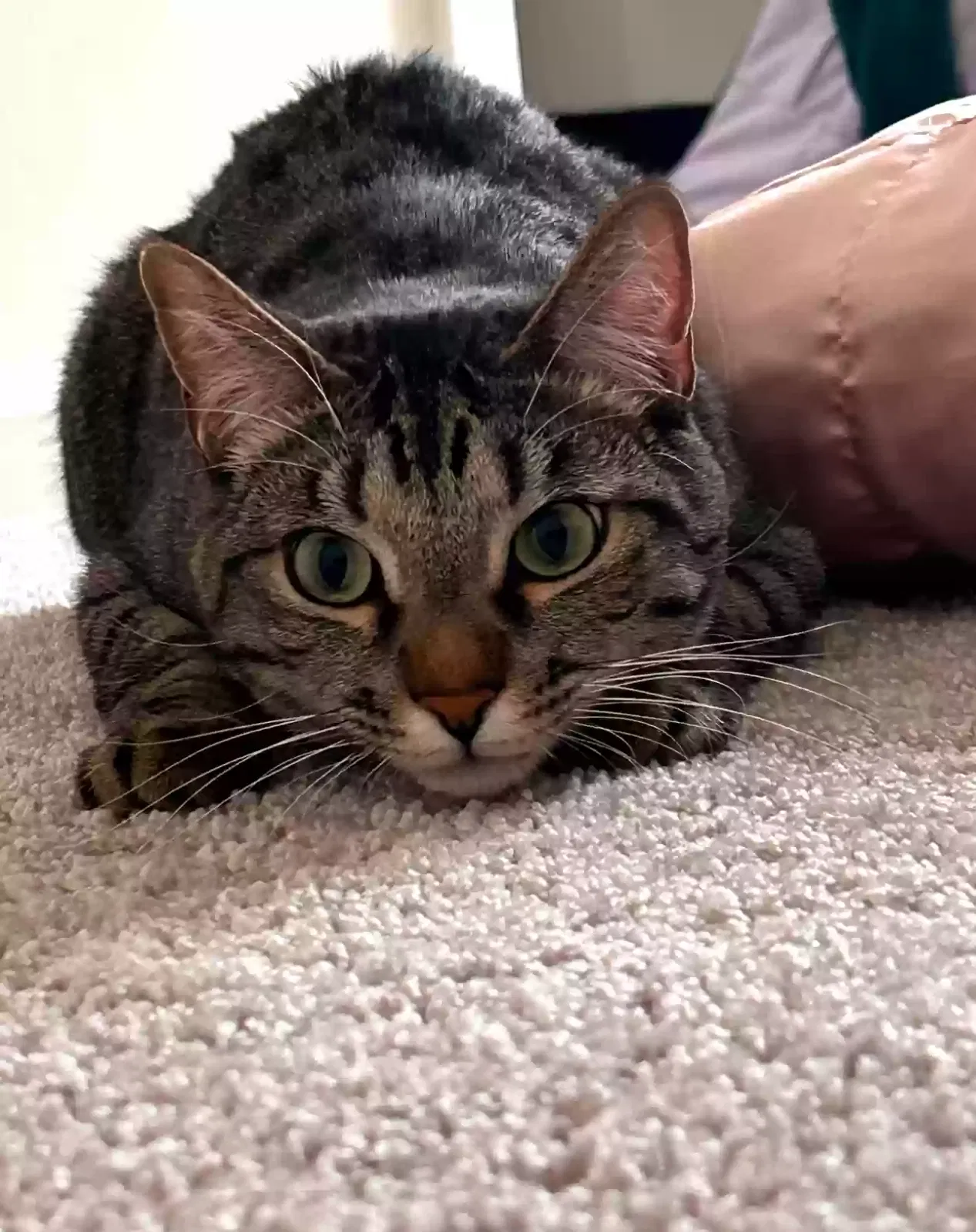 Lost cat in Tucson, AZ, 85756