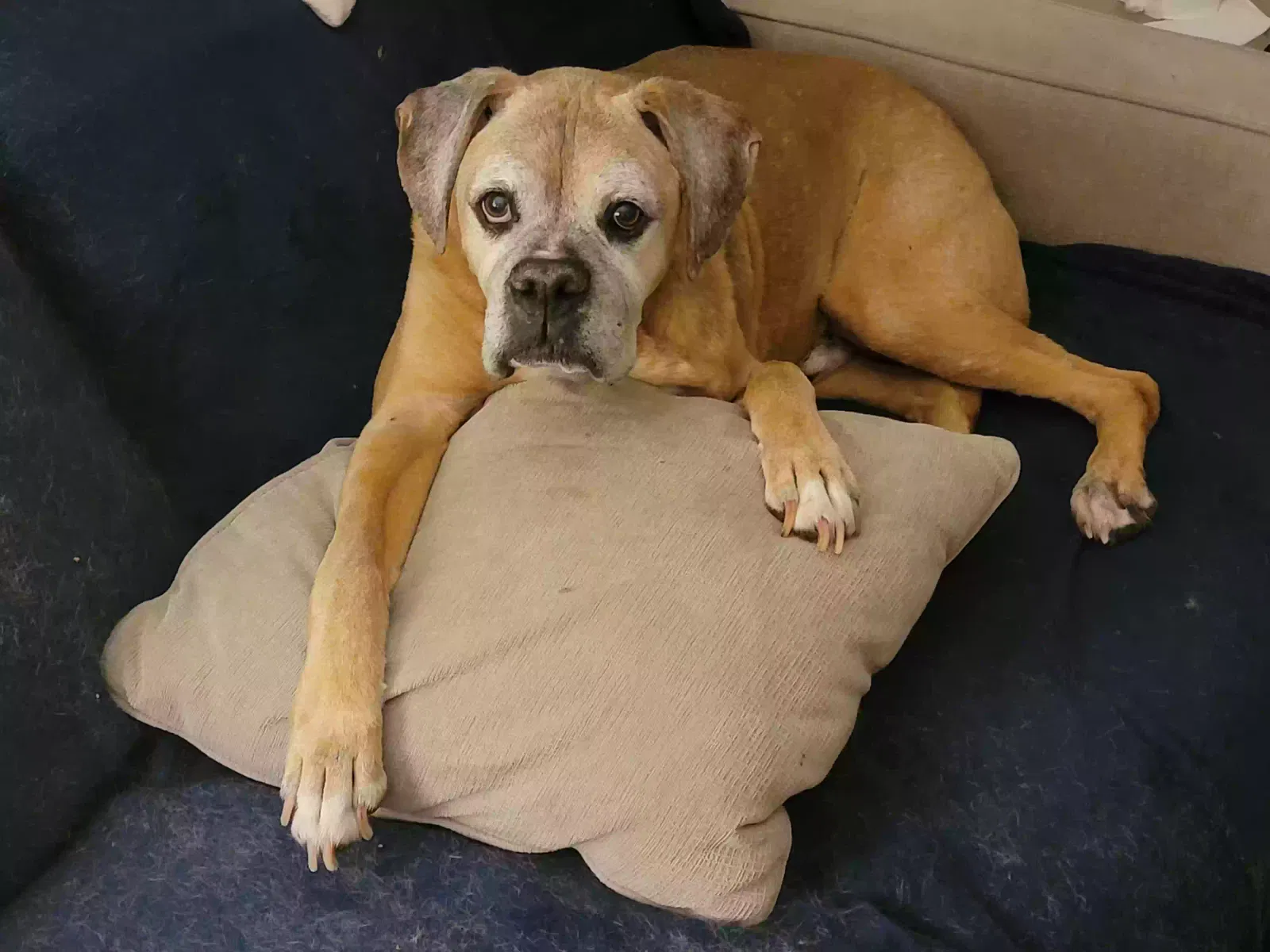 Lost dog in Tulsa, OK, 74114